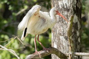 White Ibis 108.jpg