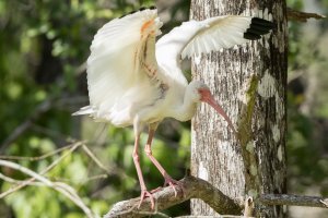 White Ibis 109.jpg