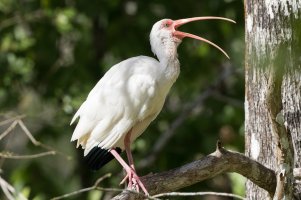 White Ibis 111.jpg
