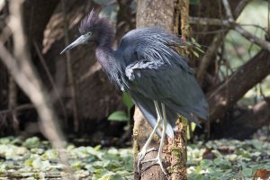 Little Blue Heron (adult) 113.jpg