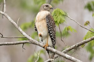 Red-shouldered Hawk (adult) 109.jpg