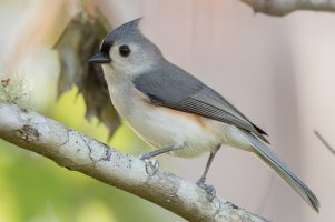 Tufted Titmouse 109.jpg