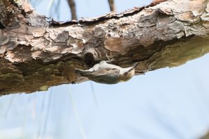 Brown-headed Nuthatch 100.jpg