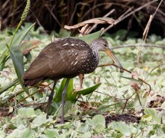 3Q7A4403-DxO_limpkin+snail.jpg
