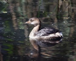 3Q7A4421-DxO_pied_bill_grebe.jpg