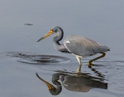 3Q7A2517-DxO_tricoloured_heron.jpg