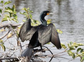 3Q7A3286-DxO_cormorant_drying_wings_small.jpg