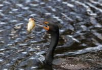 3Q7A3266-DxO_double-crested_cormorant+fish copy.jpg