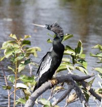 3Q7A3282-DxO_anhinga_smallcrop.jpg