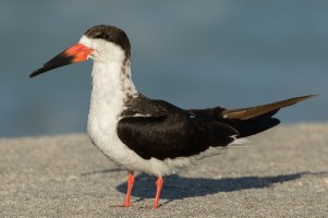 Black Skimmer 106.jpg