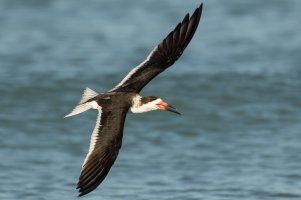 Black Skimmer 109.jpg
