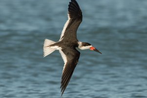 Black Skimmer 112.jpg