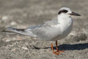 Forster's Tern (adult nonbreeding) 104.jpg
