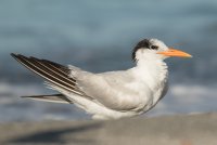 Royal Tern (adult nonbreeding) 112.jpg
