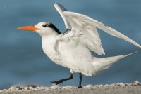 Royal Tern (adult nonbreeding) 107.jpg