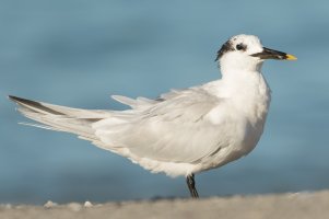 Sandwich Tern (nonbreeding) 100.jpg