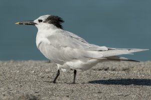 Sandwich Tern (nonbreeding) 105.jpg