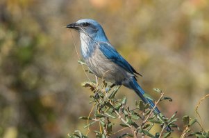 Florida Scrub-Jay 100.jpg
