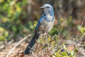 Florida Scrub-Jay 101.jpg