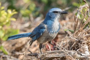 Florida Scrub-Jay 102.jpg