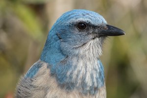 Florida Scrub-Jay 104.jpg