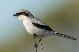 Loggerhead Shrike 100.jpg