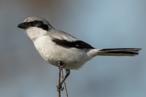 Loggerhead Shrike 101.jpg