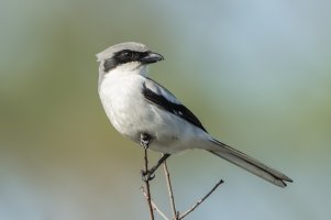 Loggerhead Shrike 103.jpg
