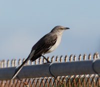 3Q7A3035-DxO_mockingbird_on_fence.jpg