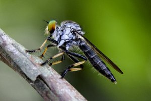 RobberFly.jpg