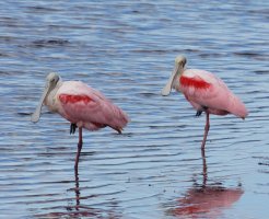 3Q7A2194-DxO_roseate_spoonbill_pair_ed_small.jpg