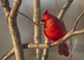 Cardinal7837Pweb.jpg