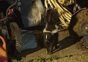 PepeTheSkunk5202web.jpg PepeTheSkunk5202web.jpg