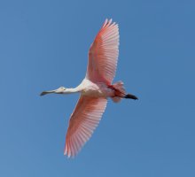 3Q7A4950-DxO_Roseate_spoonbill_flying_small.jpg