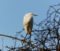 3Q7A6459-DxO_little_egret-ls+u_small.jpg