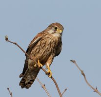 3Q7A6669-DxO_female_kestrel.jpg