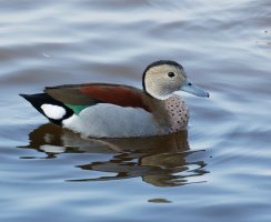 3Q7A6515-DxO_ringed_teal+green_vg.jpg