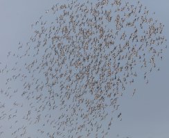 3Q7A6536-DxO_blacktailed_godwits_swarm_small.jpg