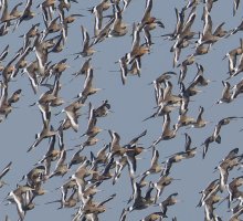 3Q7A6536-DxO_blacktailed_godwits_swarm_crop.jpg