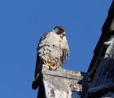 3Q7A6850-DxO_Peregrine_Falcon.jpg