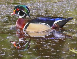 0 Wood Duck 5-14-2014.jpg