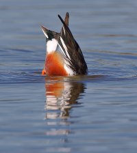 web Northern Shoveler__A9I4878.JPG
