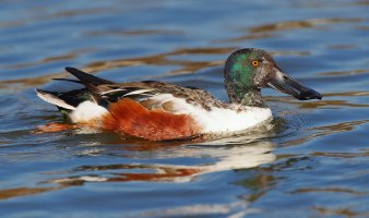 web Northern Shoveler__A9I5922.JPG