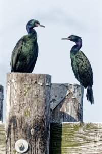 _36A1273 copy_DxO copy-sharpen.jpg