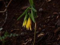 Chessie Trail Large-flowered Bellwort (Uvularia grandiflora) 1 resized.JPG