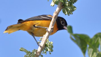 Baltimore oriole Monteverde Costa Rica_s_42420.JPG