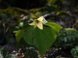 BRP Wake Robin (Trillium erectum) 1 resized.JPG