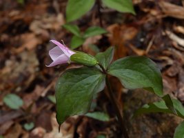 VA BRP White Trillium (Trillium grandiflorum) 3 resized.JPG