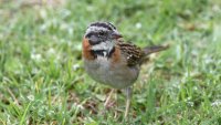 Rufous-collard Sparrow_s_38775.JPG