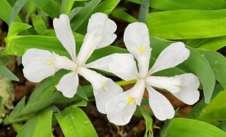 web white dwarf crested iris 2019-04-25 20-22-31 (B,Radius8,Smoothing4).jpg